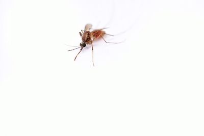 Close-up of insect over white background
