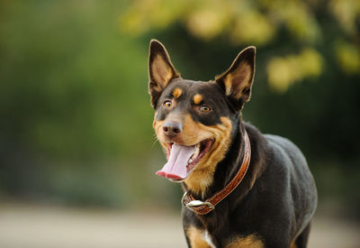 Close-up portrait of dog sticking out tongue outdoors