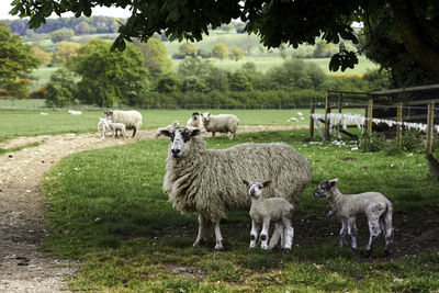 Sheep standing in a field