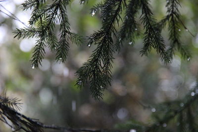 Close-up of wet pine tree branch