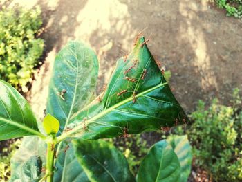 Close-up of green leaves