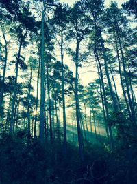 Trees growing against sky