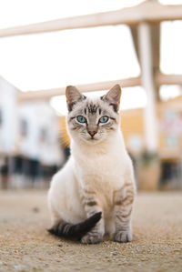 Portrait of cat sitting on floor