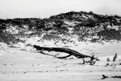 View of driftwood on beach