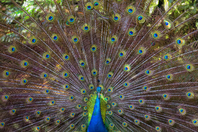 peacock