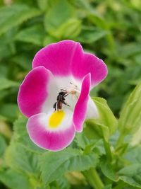 Close-up of insect on flower