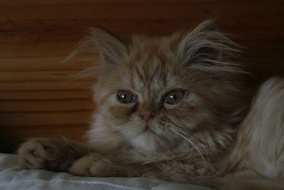 Close-up of cat lying on bed at home