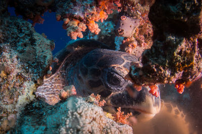 Close-up of fish swimming in sea