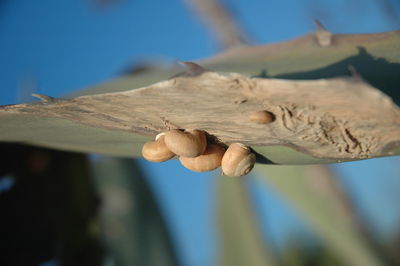 Low angle view of dried plant against blue sky