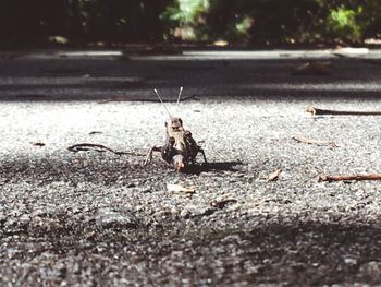 Close-up of ant on the road