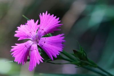 Close-up of pink flowers