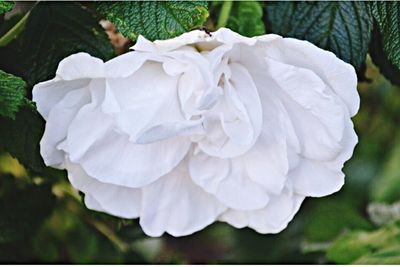 Close-up of white rose blooming outdoors