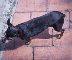 High angle view of dog on footpath