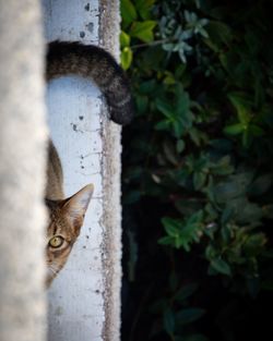Cat peeking behind wall against plants