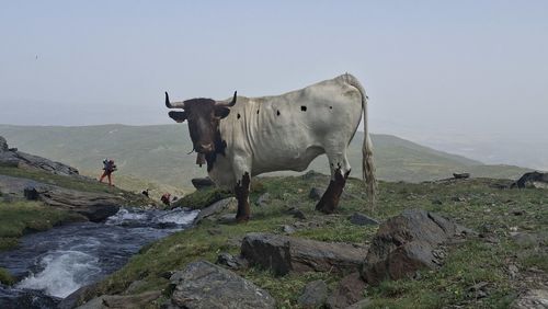 mammal
