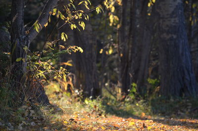 Trees and plants on field in forest