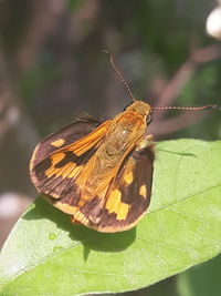 Close-up of butterfly on plant