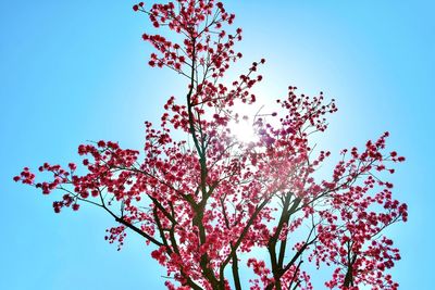 Low angle view of flowering tree against blue sky