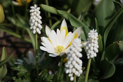 White flower amidst hyacinths blooming on field