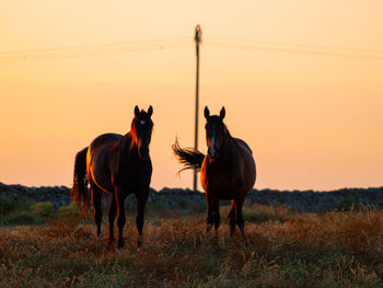 Horses on a field