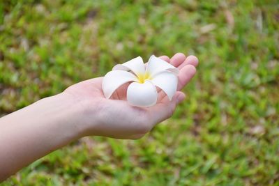 Close-up of person holding white flower