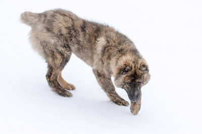 View of a cat over white background