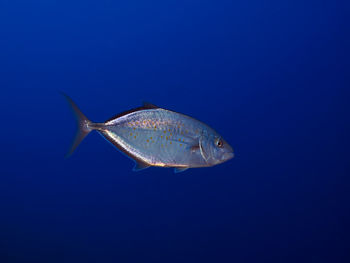 Fish swimming in sea