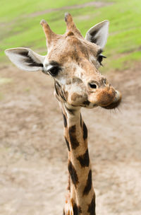 Close-up of giraffe