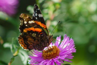 Close-up of butterfly pollinating on pink flower