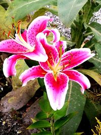 Close-up of pink day lily plant