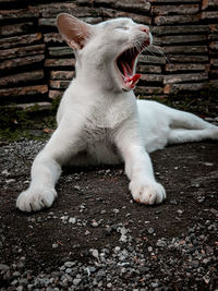 White cat relaxing outdoors