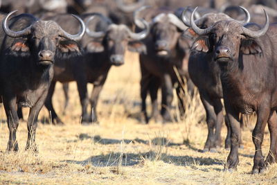 Cape buffalos on field