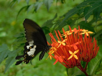 Close-up of butterfly pollinating on flower