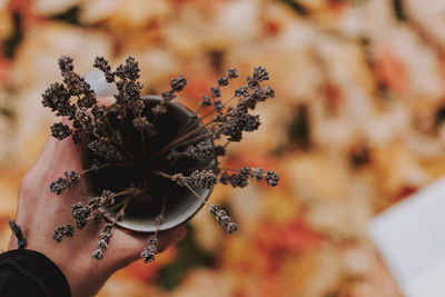 Close-up of hand holding flower