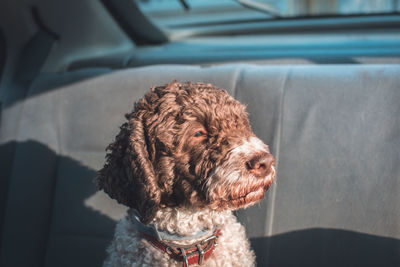 Close-up of a dog