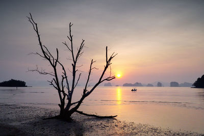 Silhouette bare tree on beach against sky during sunset