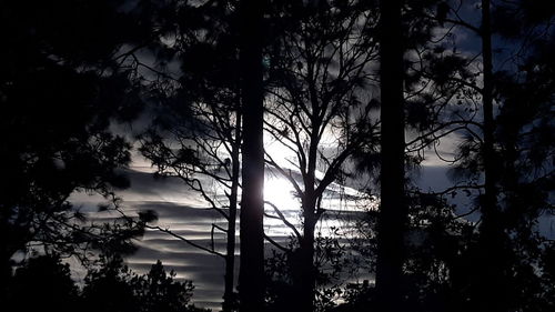 Low angle view of silhouette trees against sky