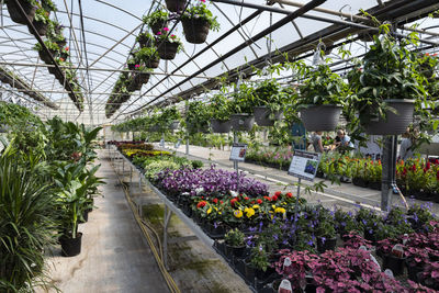 People walking in greenhouse