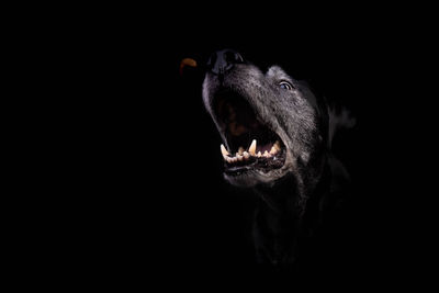 Close-up of an animal head over black background