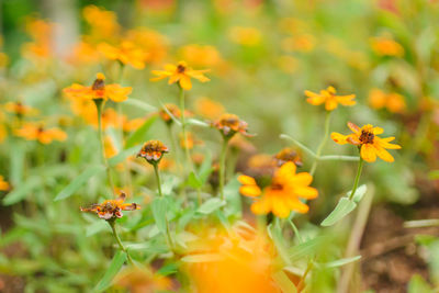 Close-up of bee pollinating on yellow flowers