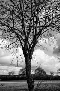 Bare tree against sky