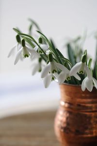 Close-up of white flowers in vase on table
