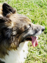 Close-up of a dog