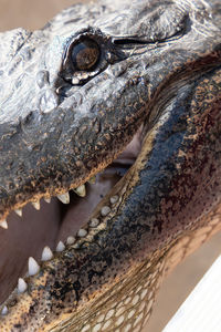 American alligator swimming in the rivers of the louisiana bayou gets a close up head shot