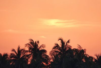 Low angle view of palm tree against orange sky