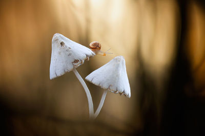 Close-up of white flower on wood