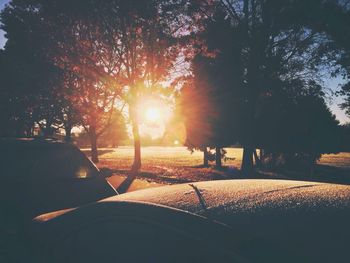 Sun shining through trees