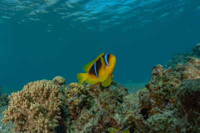 Fish swimming in sea