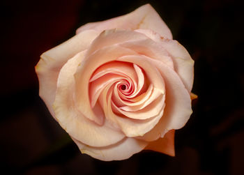 Close-up of rose against black background
