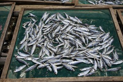 High angle view of dried fish on net for sale at market stall